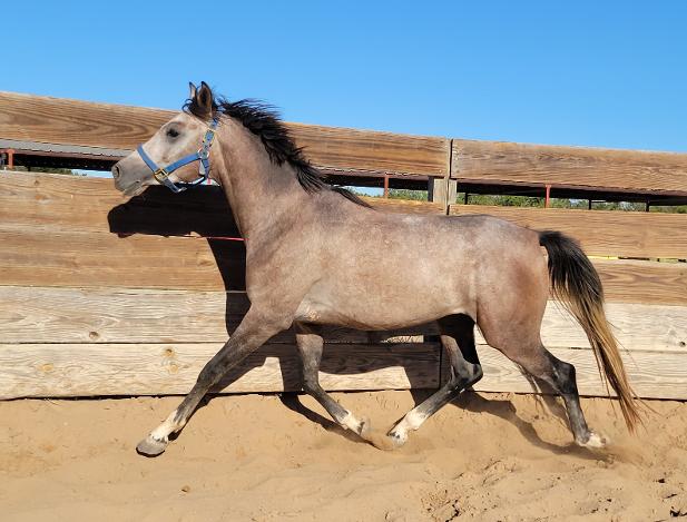 ARABIAN HORSES FOR SALE, SAN ANTONIO TEXAS AREA